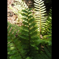Dryopteris Crassirhizoma (fam Dryopteridacees) (Japon) (02)